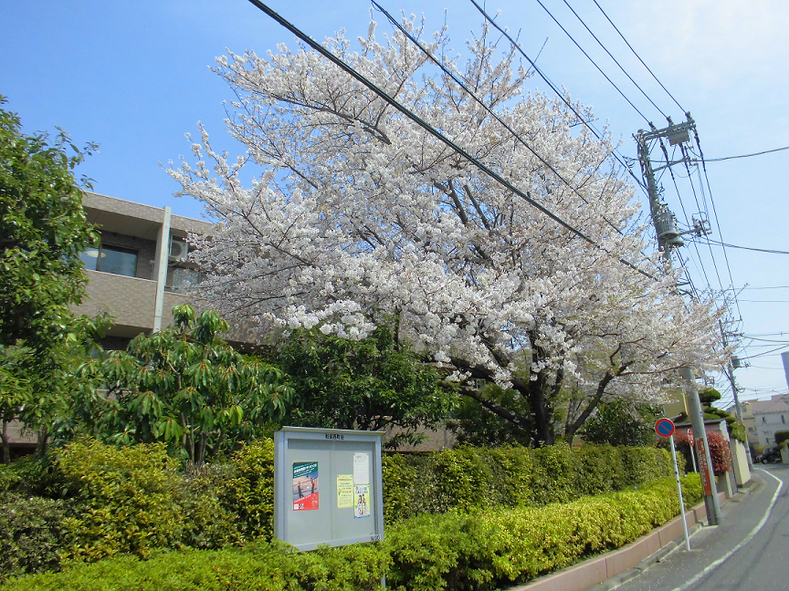 4月3日　施設内の桜が満開です。